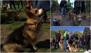 Paradă în memoria reginei Elisabeta a II-a. Zeci de britanici s-au adunat în faţa palatului Buckingham, însoţiţi de căţeii lor din rasa corgi