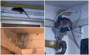 Şobolanii au cucerit blocurile din Bucureşti. Rod cablurile de internet şi fac găuri în ciment până în apartamentele oamenilor: "Unul era deasupra la uşă"