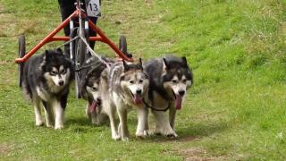 Concurs de sprint cu atelaje canine, în Harghita: Patrupedele din rase nordice s-au luat la întrecere pe un traseu de trei kilometri