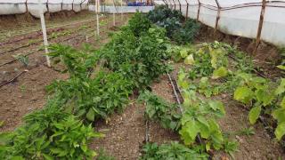 Agricultura se întoarce în timp din cauza scumpirilor. 30% mai mulţi fermieri au ajuns să facă agricultură ecologică de teama facturilor uriaşe