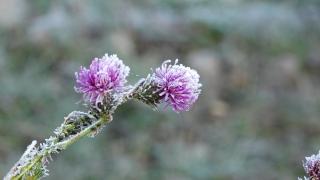 Temperaturi sub limita înghețului în Harghita. Oamenii locului, obişnuiţi cu gerul: ''Avem două straturi de pantaloni, ghete, căciulă''
