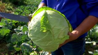 Festivalul Verzei din Capitală. Vizitatorii așteptați cu preparate deliciose de către organizatori