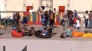 Târg de adopţii în Herăstrău: zeci de căţeluşi şi pisicuţe îşi aşteaptă un stăpăn