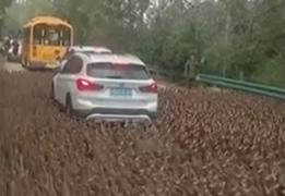 Moment artistic oferit de sute de raţe, în Statele Unite. O maşină a fost pur şi simplu blocată în trafic