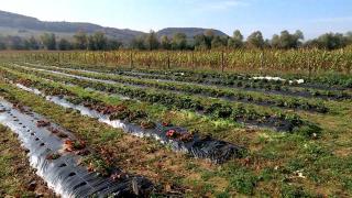 Afacerea cu care un român a dat lovitura. Un kilogram se vinde și cu 25 de lei