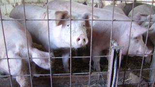 Sursa focarului de pestă din Timiș: un fermier care a îngropat în secret zeci de porci infectați, la nici 20 de cm adâncime