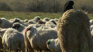 Guvernul dă bani românilor care vor să deschidă o afacere într-o zonă de munte. Care sunt criteriile pentru a beneficia de ajutor