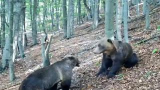 Baloo din "Cartea Junglei", în Parâng. Un iubitor de drumeții a surprins cadre spectaculoase cu un pui de urs scărpinându-se de un copac