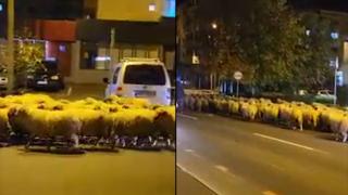 Zeci de oi au invadat un bulevard din Sibiu. Scenele ajunse virale, surprinse de un localnic