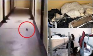 Șobolani printre bocancii studenților, pe holurile Academiei de Poliție. Sindicatul Europol: "Toalete nefuncționale, iar despre apă caldă nu poate fi vorba"