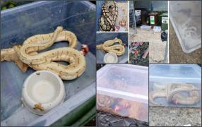 Un bărbat din Oradea a dat peste trei pitoni în tomberon când își arunca gunoiul. Două dintre reptile erau vii