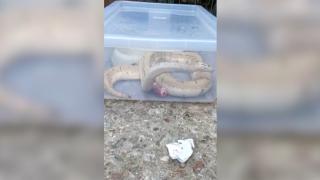 Un orădean a aruncat trei pitoni la tomberon. Ce explicație le-a dat proprietarul acestora polițiștilor