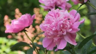 Bujorul a devenit emblema României, după 9 ani de la propunerea iniţială. Floarea va fi subiectul principal al expozițiilor, festivalurilor şi târgurilor