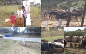 Adevărul trist din spatele unei imagini virale din 2015, cu trei copii care se roagă de șoferi să facă poze cu măgărușul lor