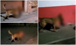 Un câine maidanez, filmat în timp ce se plimbă pe stradă cu un cap de om în gură. Cadavrul bărbatului a fost găsit lângă un ATM din Mexic