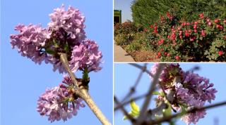 Natura, dată peste cap de temperaturile ridicate. Cât ne vom mai putea bucura de "primăvara" din noiembrie