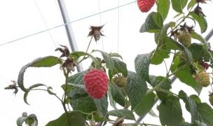 Românii s-ar putea bucura de zmeură coaptă, chiar şi de Crăciun. Ce spun producătorii locali