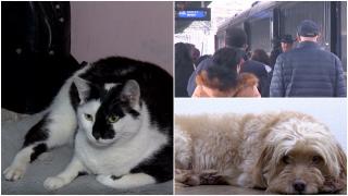 Cu pisica la primărie şi cu câinele în autocar. Animalele de companie ar putea avea acces liber în mijloace de transport şi instituţii publice