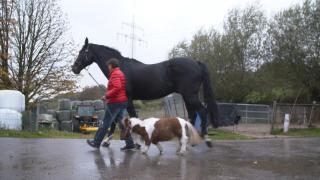 Cum arată cel mai mic ponei din lume. Are doar 50 de centimetri înălțime și 35 de kilograme