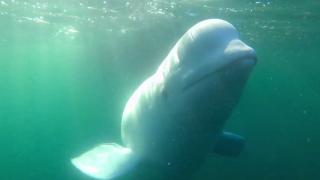 Balena "spioană rusă" din Norvegia va avea propria rezervaţie marină. Noua casă a lui Hvaldimir