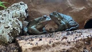 "Vă rugăm să vă abțineți de la lins!" Avertismentul autorităţilor americane cu privire la o specie anume de broască râioasă. De ce sunt aşa căutate