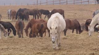 ''A fost bătută în fiecare zi a vieţii ei.'' Soarta animalelor abuzate, împotmolită în birocraţia statului. Cum pasează autorităţile responsabilitatea