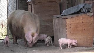 Porci suspecţi de pestă, vânduţi din disperare de proprietari pe internet