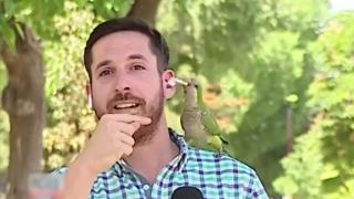 Momentul în care un papagal jucăuş fură casca unui reporter din Chile, în timpul unei transmisiuni în direct