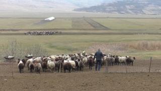 Fermierii români nu dau doi lei pe kg de porumb din România şi merg în Ucraina, în plin război. Cu cât îl cumpără de peste graniţă