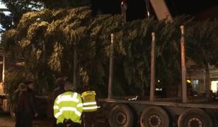 "Uite bradul, nu e bradul." Cum a ajuns să fie înlocuit pomul de Crăciun din Suceava la doar o zi după ce a fost instalat