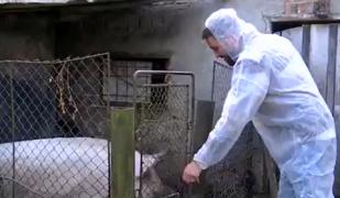 ''Oameni cu feţele negre de supărare, plângând.'' Pesta a mutat Ignatul mai devreme: Sătenii se tem să nu rămână fără bunătăţi de sărbători