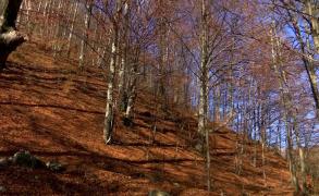 "Ăla vine, fură, fuge. L-ai prins acolo, îți dă la cap". Amenzi în valoare de aproape 20 de milioane de lei date de polițiști pentru furt de lemne, în Gorj