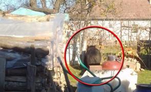 Sătenii din Mureş s-au trezit cu ursul în curte, în plină zi. Un bărbat s-a urcat pe stâlp ca să scape cu viaţă: "Bine că nu a făcut ceva cu copiii"