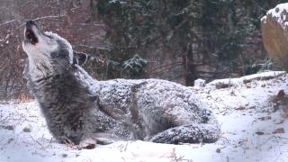 Haita de lupi, reintrodusă după 50 de ani într-un Parc Naţional. Vor trebui să anihileze fiara supranumită "distrugătorul universal", care s-a înmulţit necontrolat