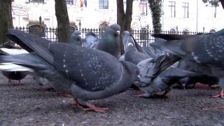 Șase ulii și o bufniță au fost aduși să scape Bucureștiul de ciori și porumbei. Experiment de 500.000 de lei