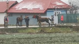 Imagini şocante filmate în judeţul Neamţ. Cai biciuiţi şi puşi să care trunchiuri de copac