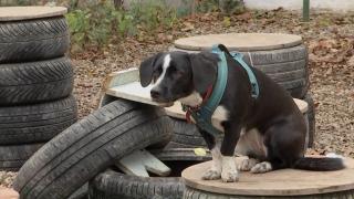 Soluție inedită pentru călătorii stresați care ajung pe aeroportul din San Francisco:  terapie cu o "patrulă" formată din animăluțe