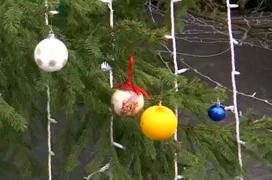 Bradul din Târgu Jiu, împodobit de localnici cu propriile decoraţiuni: "Acest brad este al lor. Fiecare pune globuleţul unde doreşte"