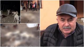 "Sunt oameni criminali!" Opt câini din rasa Kangal, otrăviţi la o stână din Arad. Proprietarul s-a lovit de aceeaşi situaţie şi în urmă cu doi ani