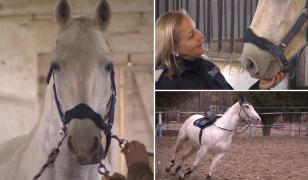 Caii lipiţani au intrat în patrimoniul UNESCO. Sunt mândria a două herghelii de referinţă din ţară, dar şi a Jandarmeriei