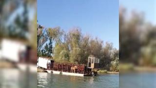 Alertă în Delta Dunării. Posibil caz de trafic de carne de cal, în apropierea Sărbătorilor