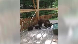 5 urși din Argeş vor fi monitorizați prin GPS de o fundaţie pentru protejarea mediului, pentru le înţelege comportamentul