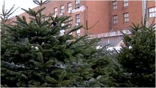 Brad mai mic, prețuri mai mari. Scumpirile îi obligă pe români să aloce un buget redus pentru pomul de Crăciun