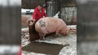 ”Jardel”, din nou cel mai mare porc din România, după ce ”Marcel” a ajuns sarmale. Pe locul 2 e ”Messi” din Timiș, cu aproape 600kg
