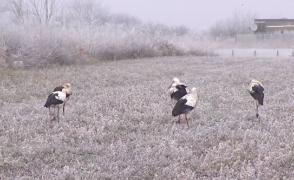 Șase berze au uitat drumul spre casă și au rămas "blocate" pe un câmp de lângă București: "Cred că sunt amorţite de frig. O viaţă e o viaţă, indiferent de situaţie"