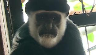 Canguri, maimuţe Columbus sau cerbi pitici, printre cadourile primite de Grădina Zoologică din Mureş. Ce alte specii pot fi admirate