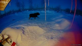 Un elan a rămas fără coarne, în timp ce se scutura de zăpadă. Șocat, animalul o ia la fugă. Moment unic filmat în Alaska