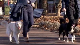 Afacerea prin care iubitorii de animale pot câştiga până la 100 de lei pe zi, în perioada sărbătorilor. "De Crăciun, Revelion este foarte aglomerat"