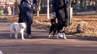 Spetacol pentru oameni, coșmar pentru animalele de companie. Artificiile de Revelion pot provoca tragedii în rândul celor mai buni prieteni ai omului