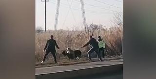 Polițiștii au alergat după capre, pe A1, după ce animalele au ”invadat” autostrada. Imaginile surprinse de șoferi